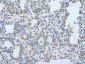 CUGBP2 antibody - N-terminal region